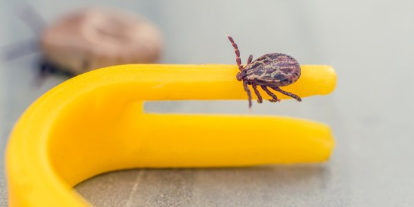 Detailný záber na kliešťa a jeho stavbu tela